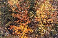 Φθινοπωρινό τοπίο στη Βάλια Κάλντα