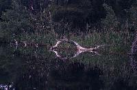 Αντανάκλαση κουφαριού δένδρου σε ρυάκι στο δάσος της Στροφυλιάς