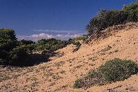 Θίνες σο δάσος της Στροφυλιάς