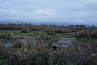 Ανθισμένα αρμυρίκια, υγρολίβαδα και κηλίδες νερού στο δέλτα του Έβρου