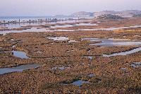 Δαιδαλώδειςσχηματισμοί καλαμώνων στο έλος Δρέπανου στην Ηγουμενίτσα