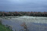 Ανθισμένα αρμυρίκια, υγρολίβαδα και κηλίδες νερού στο δέλτα του Έβρου