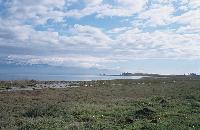 Γενική άποψη του έλους Σχινιά Αττικής