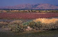 Ανθισμένες σαλικόρνιες στο έλος Αγιάς κοντά στην Πάτρα