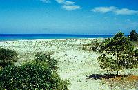 Θίνες με αραιή χαμηλή βλάστηση στο δάσος της Στροφυλιάς