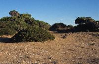 Θάμνοι και κουκουναριές στο δάσος Στροφυλιάς