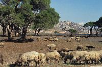 Πρόβατα βόσκουν στο δάσος Στροφυλιάς