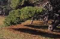 Κουκουναριές στο δάσος Στροφυλιάς