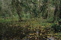 Λιμνούλα και πυκνή βλάστηση με αναρριχώμενα φυτά στο παραποτάμιο δάσος του Νέστου
