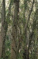 Πυκνή βλάστηση με αναρριχώμενα φυτά στο παραποτάμιο δάσος του Νέστου
