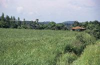 Γεωργικές καλλιέργειες στις παρυφές του δάσους στα Βουνά Έβρου