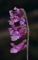 Ανθισμένο αγριολούλουδο στη λίμνη Δοϊράνη