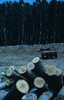 Υλοτόμηση δένδρων σε λευκοκαλλιέργεια στη λίμνη Κερκίνη