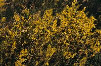 Ανθισμένα αγριολούλουδα στη λίμνη Δοϊράνη