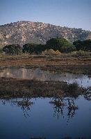 Τα Μαύρα Βουνά και κουκουναριές καθρεφτίζονται στα νερά της λιμνοθάλασσας Πρόκοπος