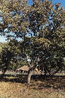 Βελανιδιά στο δρυοδάσος της Στροφυλιάς