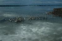 Αντανακλάσεις του νερού και αναδυόμενα υδρόβια φυτά στη λιμνοθάλασσα Κοτύχι