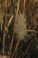 Φόβη καλαμιού