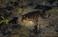 Βάτραχος μέσα στη λίμνη Δοϊράνη
