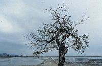 Μοναχικό δένδρο στη λιμνοθάλασσα Μεσολογγίου