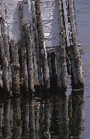 Λεπτομέρεια κατασκευής ψαροκαλύβας στη λιμνοθάλασσα Μεσολογγίου