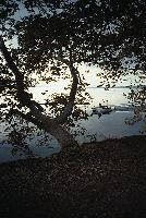 Πλατάνια στην όχθη της λίμνης Τριχωνίδας