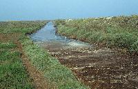 Κανάλι με χαμηλή βλάστηση, που διασχίζει τον υγρότοπο του Αγγελοχωρίου