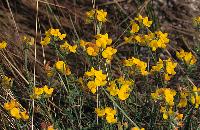 Ανθισμένα αγριολούλουδα στη λίμνη Δοϊράνη