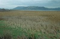 Καλαμώνες στη λίμνη Βουλκαριά