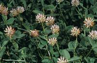 Ανθισμένα αγριολούλουδα στη λίμνη Δοϊράνη