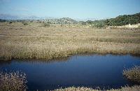 Καλαμώνες στη λιμνοθάλασσα Δρέπανου