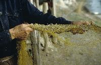 Χέρια ψαρά που τραβά τα δίχτυα του στο δέλτα Έβρου