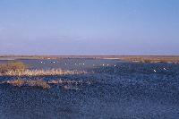 Γενική άποψη της λιμνοθάλασσας Παλουκιών με κύκνους στο δέλτα Έβρου