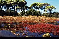 Κουκουναριές και αλμυρά έλη στο δάσος της Στροφυλιάς