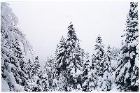 Χιονισμένο τοπίο στο δάσος του Φρακτού, Ροδόπη