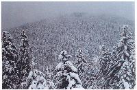 Χιονισμένο τοπίο στο δάσος του Φρακτού, Ροδόπη