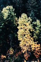 Δένδρο το φθινόπωρο στο δάσος του Φρακτού