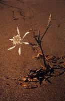 Το κρινάκι της θάλασσας