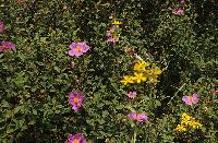 Ανθισμένη ροζ λαδανιά