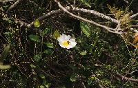 Ανθισμένη άσπρη λαδανιά