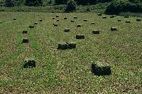 Μπάλες φρεσκοκομμένου χόρτου, έτοιμες προς συλλογή στον Κάτω Όλυμπο