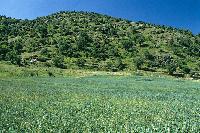 Καλλιέργειες στον κάμπο Καλλιπεύκης. Στο βάθος διακρίνεται ο ορεινός όγκος