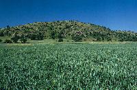 Καλλιέργειες στον κάμπο της αποξηραμένης λίμνης Καλλιπεύκης. Στο βάθος διακρίνεται ο ορεινός όγκος