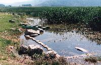 Καλαμώνας στη λίμνη Στυμφαλία