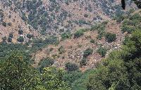 Δασωμένες εκτάσεις και γαλατσίδες στη Δυτική Ελλάδα