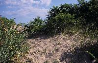 Βλάστηση σε θίνες