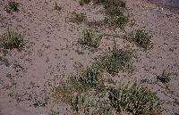 Βλάστηση σε θίνες