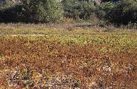 Σαλικόρνιες