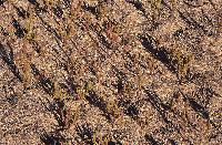 Σαλικόρνιες