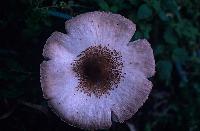 Μανιτάρι στον ποταμό Αχέροντα